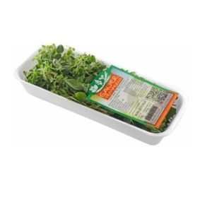 HORTI MANJERONA  GAUER TE